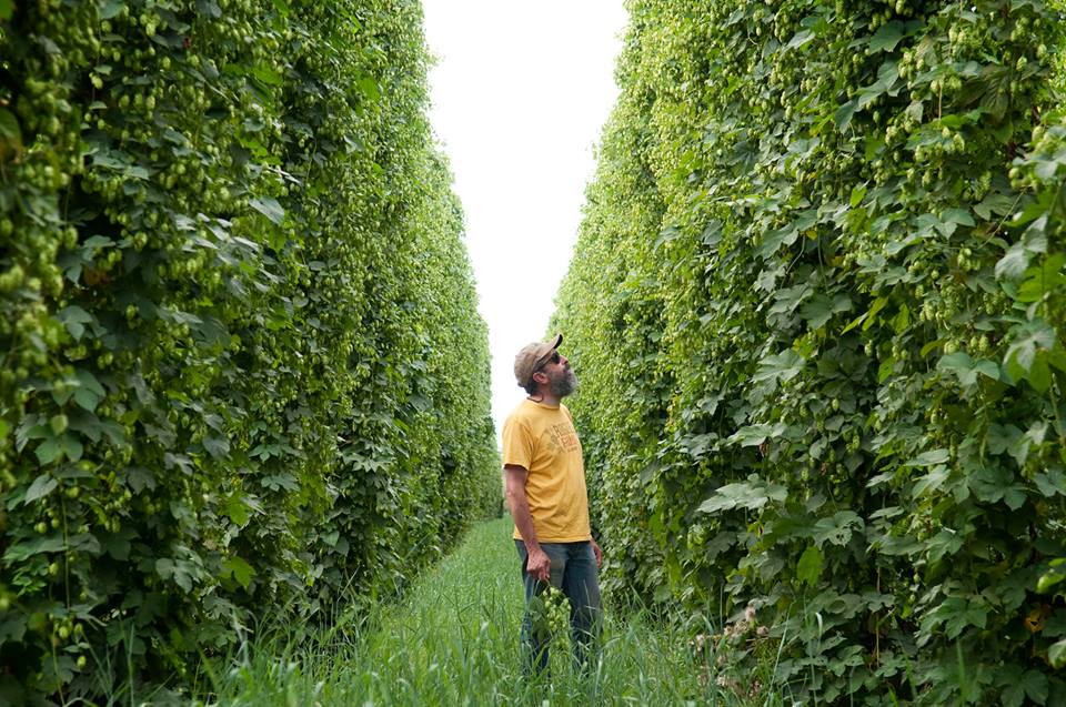 Mestre Cervejeiro John Maier na plantação de lúpulos na fazenda Rogue / Foto: Divulgação